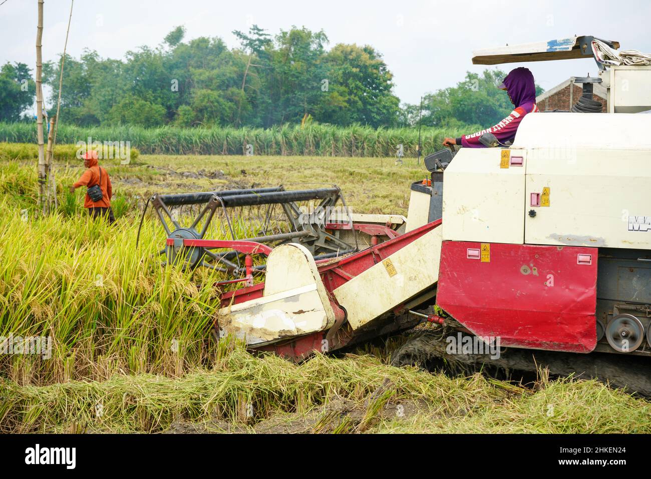 Machine For Rice Fieldd Pati, Indonesia - August, 2023 : Automatic rice harvester machine is ...