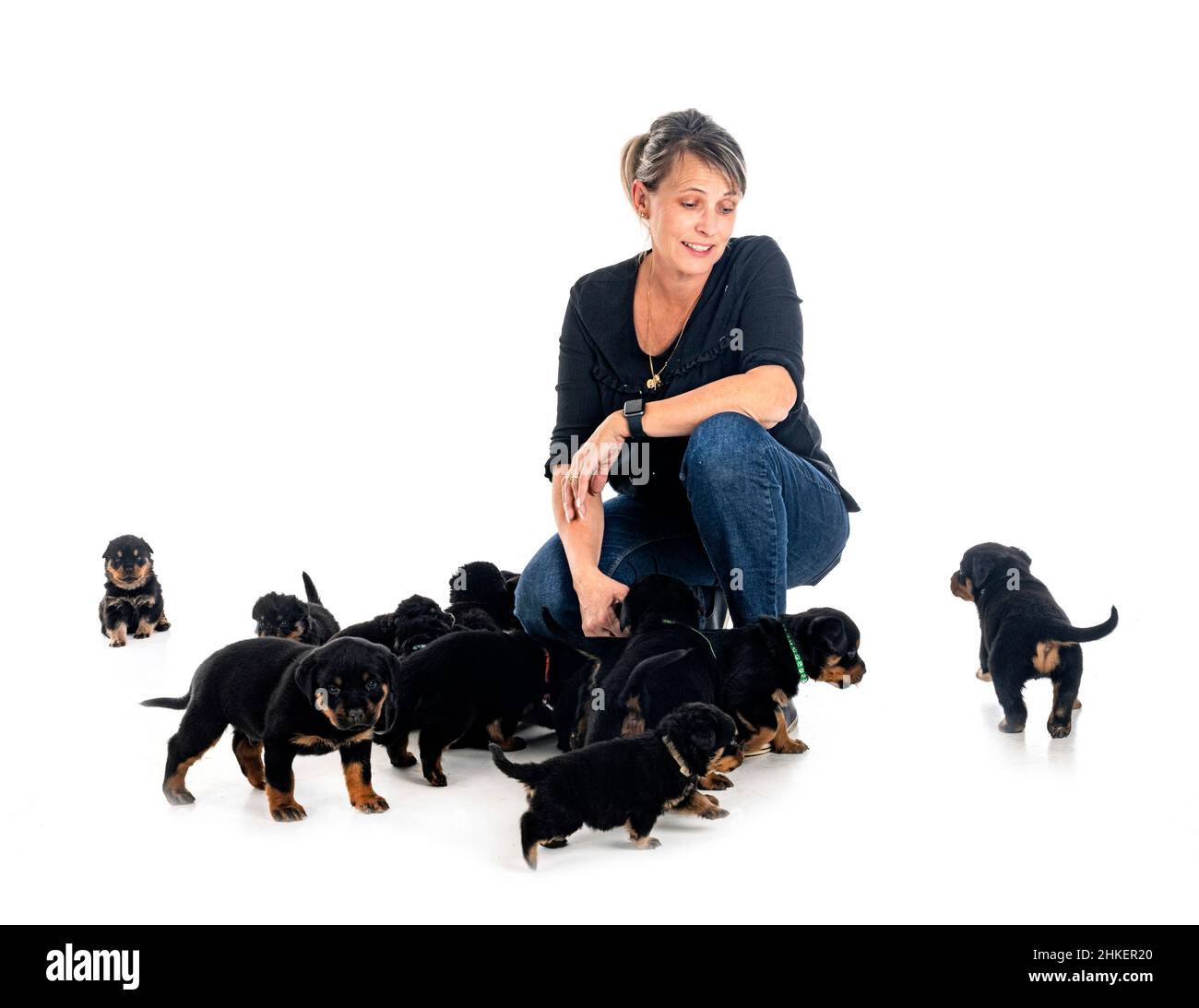 puppies rottweiler and breeder in front of white background Stock Photo