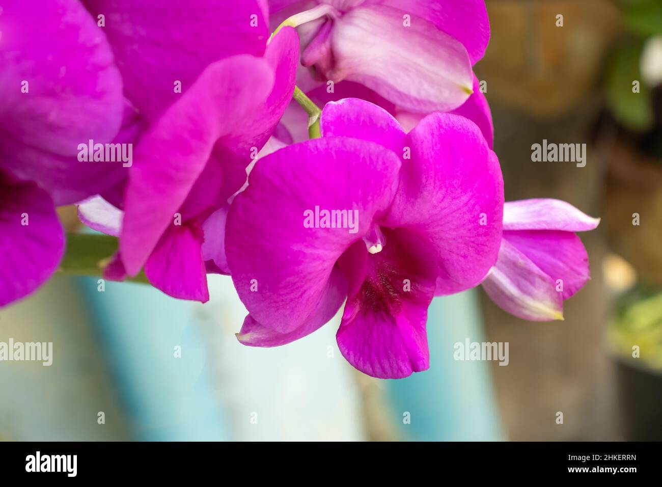 Closeup of pink purple orchid flowers, blue sunny sky background, spring at home, spring holidays Stock Photo