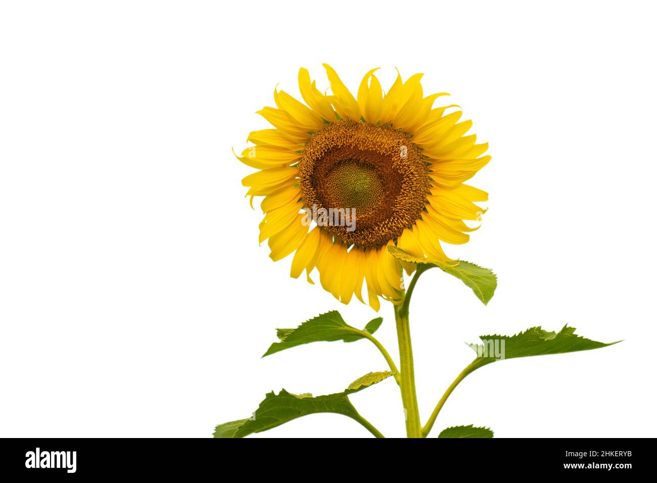Yellow Sunflower Isolated On White Background Stock Photo - Alamy