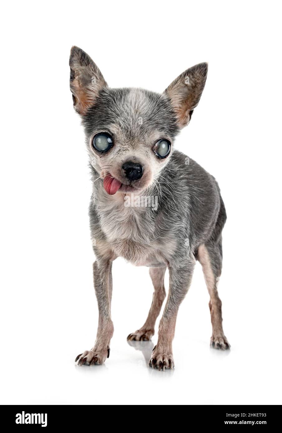 Old chihuahua hi-res stock photography and images - Alamy