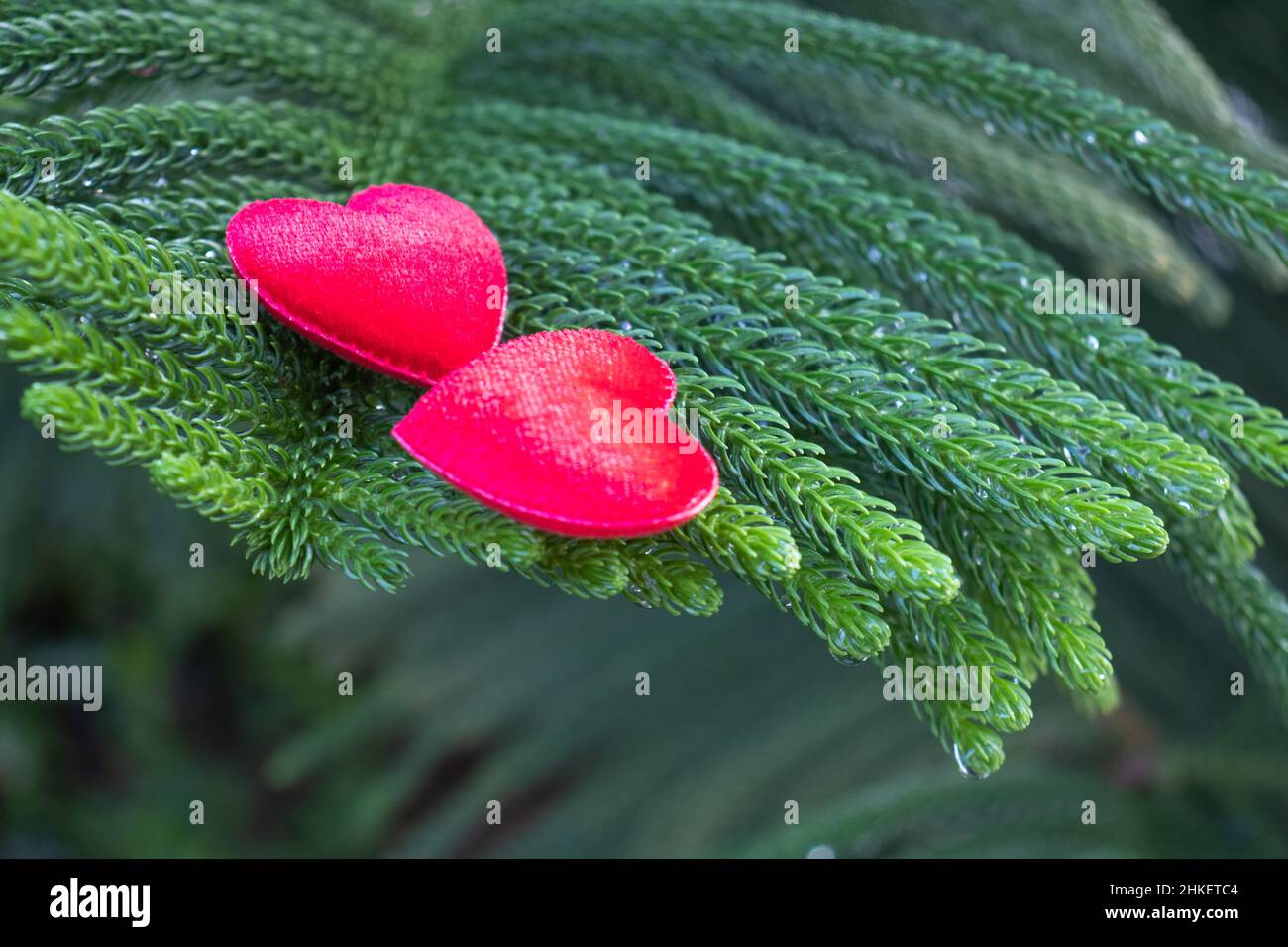 2 red hearts on a pine background Conveys the love between two people ...