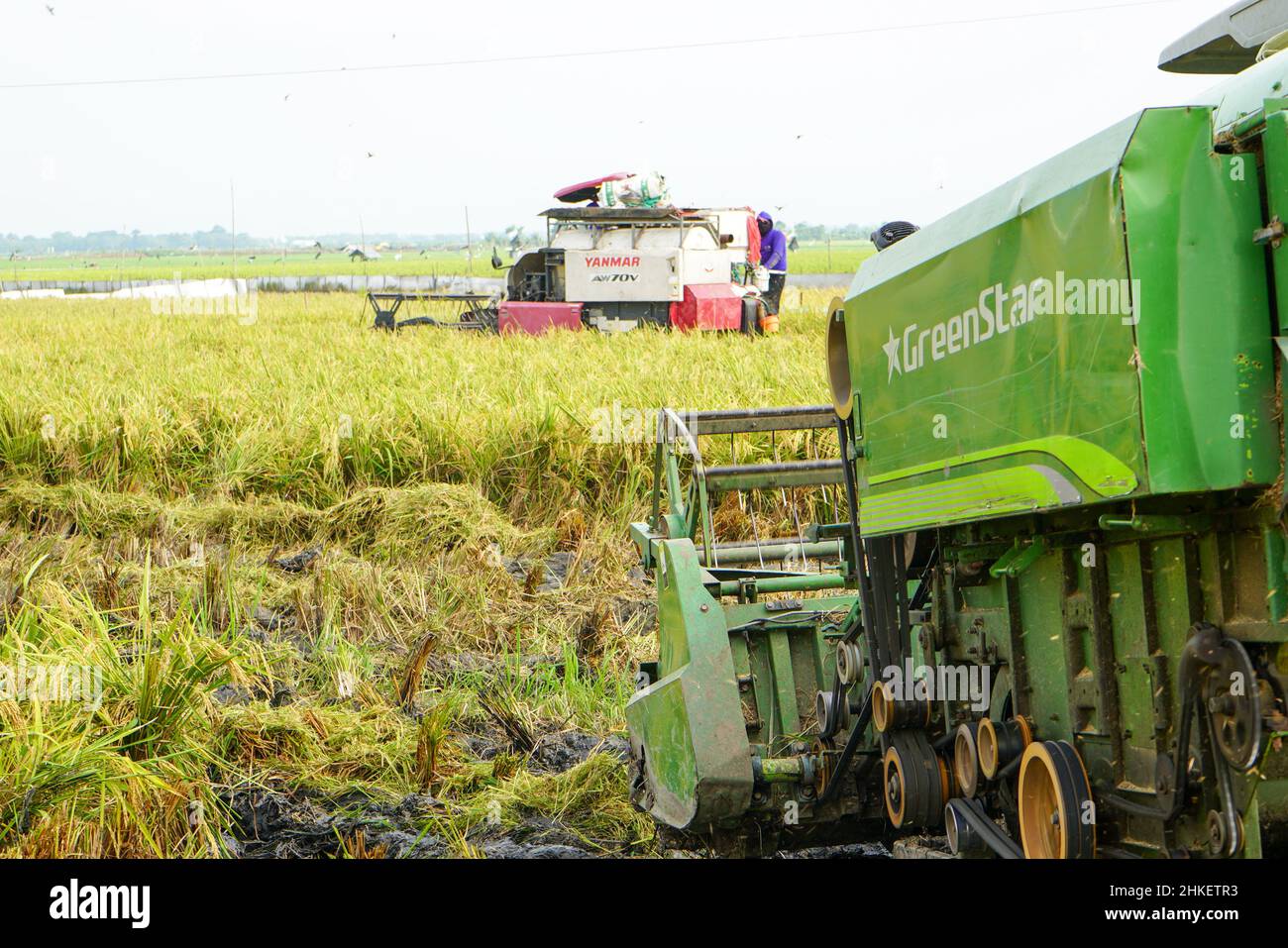 Automatic rice harvester machine is being used to harvest the fields and it is ripe and yellow in harvest season. Combine Harvester Speed up. Stock Photo