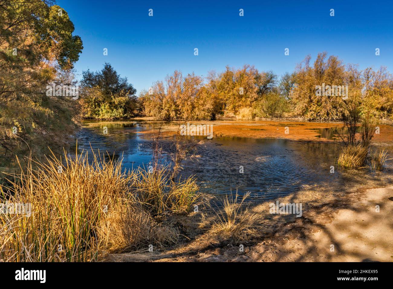 Mesquite trees at pond at riparian zone, Hot Well Dunes Recreation Area, Arizona, USA Stock Photo