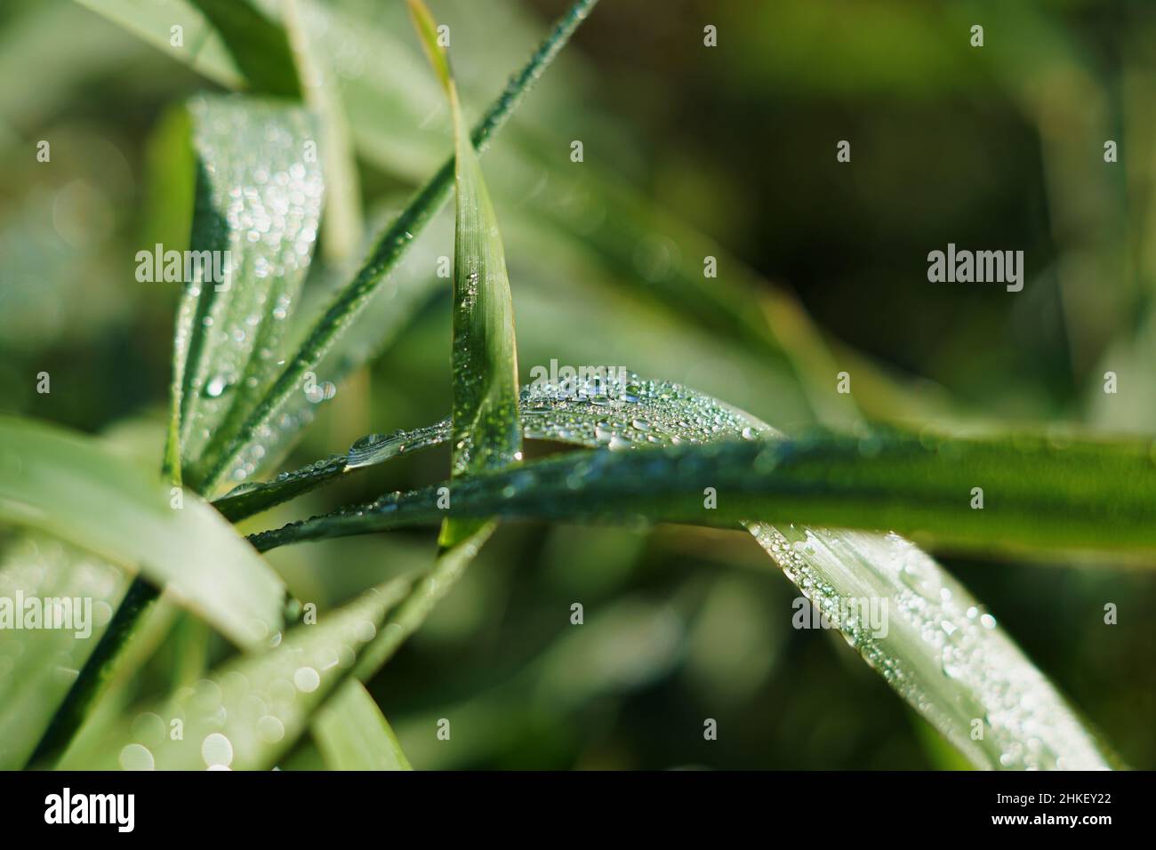 Closeup shot of a green wet grass Stock Photo - Alamy