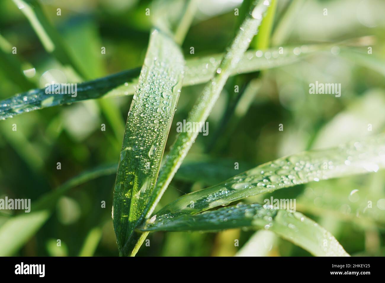 Closeup shot of a green wet grass Stock Photo - Alamy