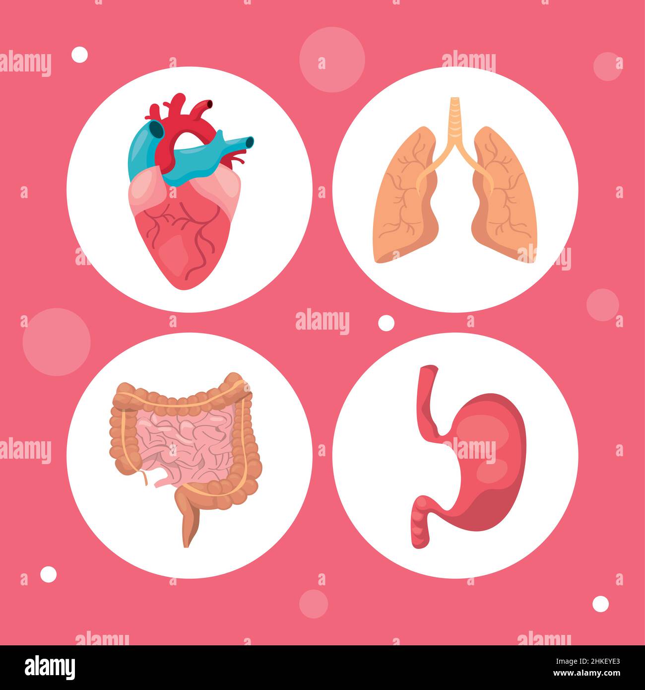 System human body Stock Vector Image & Art - Alamy