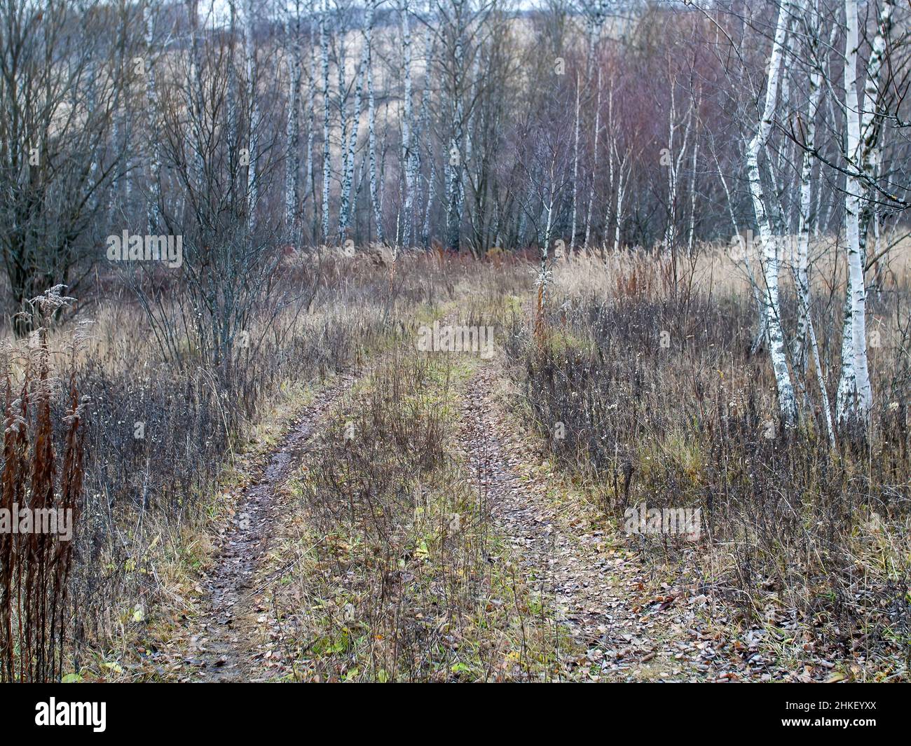 dirt road through the field on a cloudy day, in autumn Stock Photo