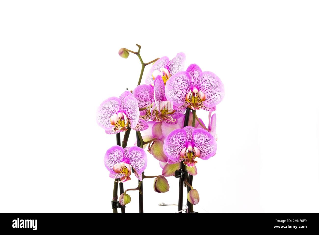 Beautiful pink orchid - phalaenopsis - white background Stock Photo - Alamy