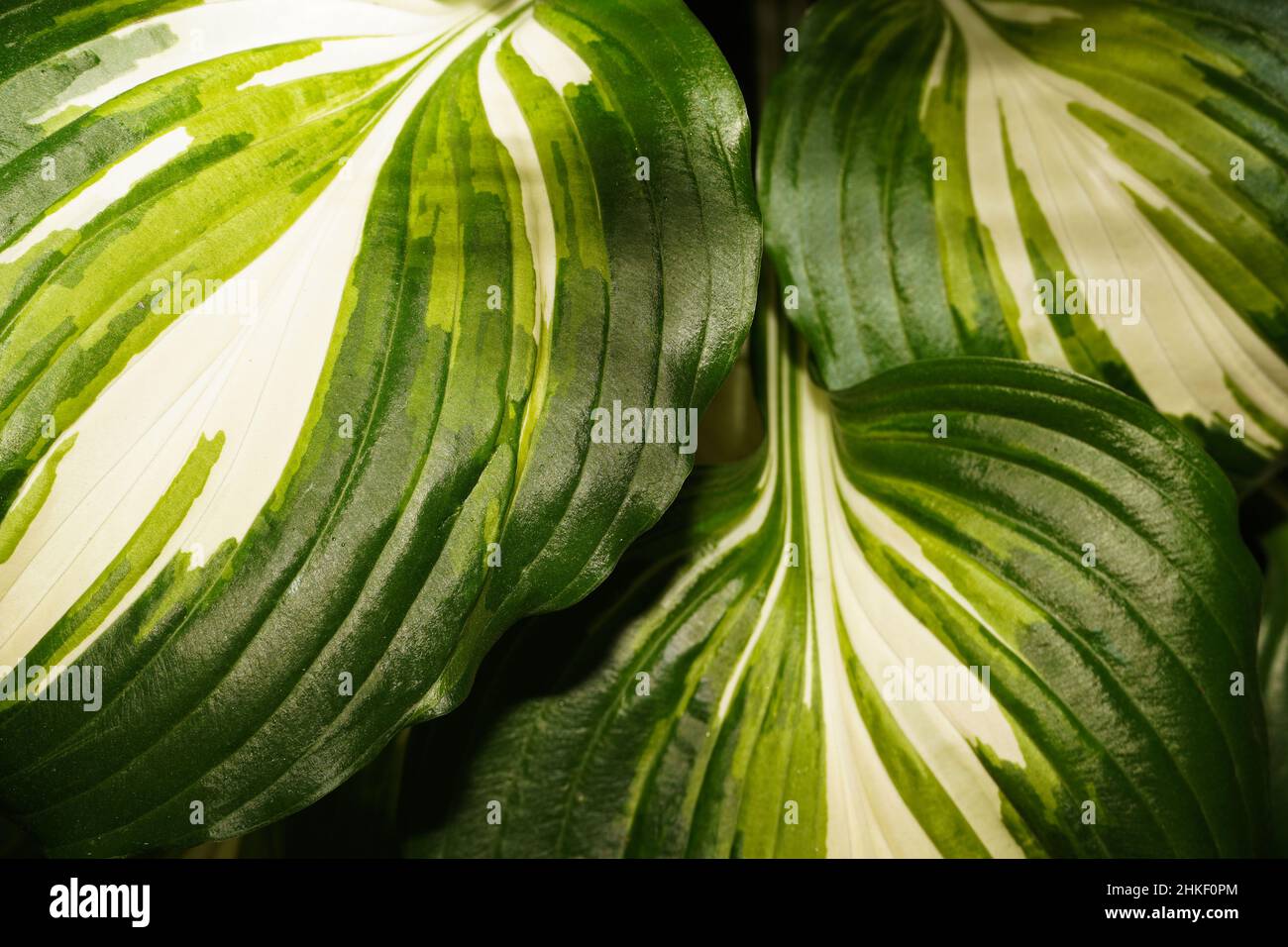 Closeup of beautiful textured green and white hosta leaves. Green plant background. Stock Photo