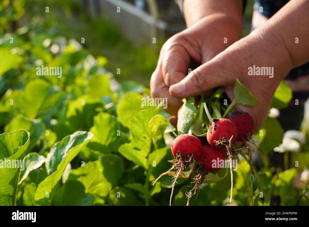 Radish harvesting work. Old senior women holding radishes. Stock Photo