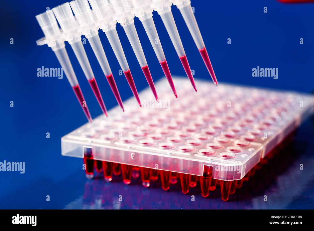 96 well plates in the laboratory of genetic modification using CRISPR technology Stock Photo