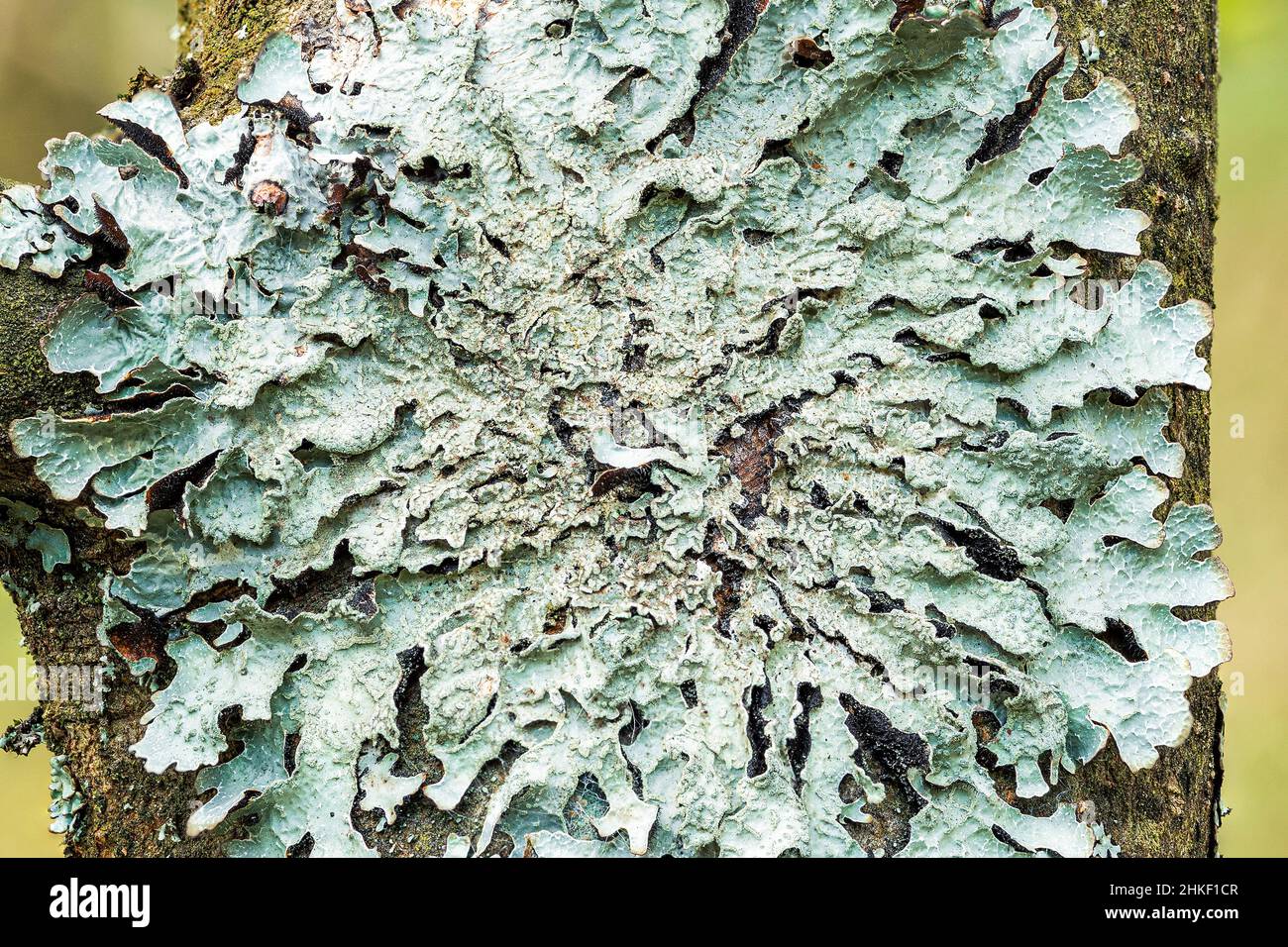 Lichen Parmelia sulcata on tree bark, high definition macro Stock Photo
