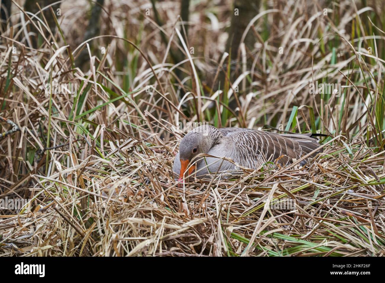Waterfowl Reed Wild Goose is a large migratory waterfowl, sitting on a nest hidden in ...