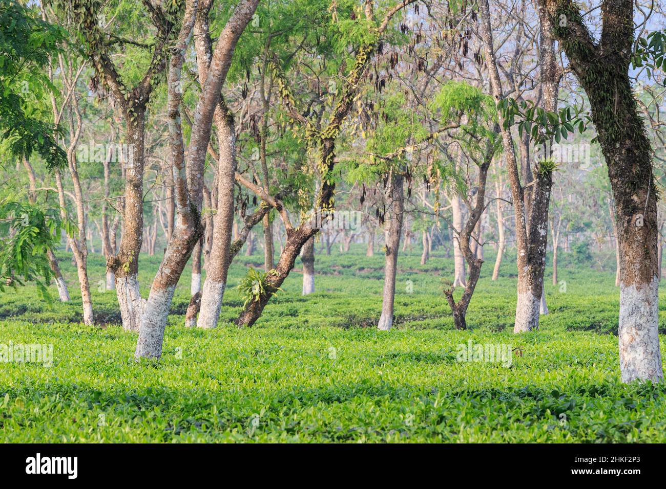 Tea plantage with trees. Assam, India Stock Photo Alamy