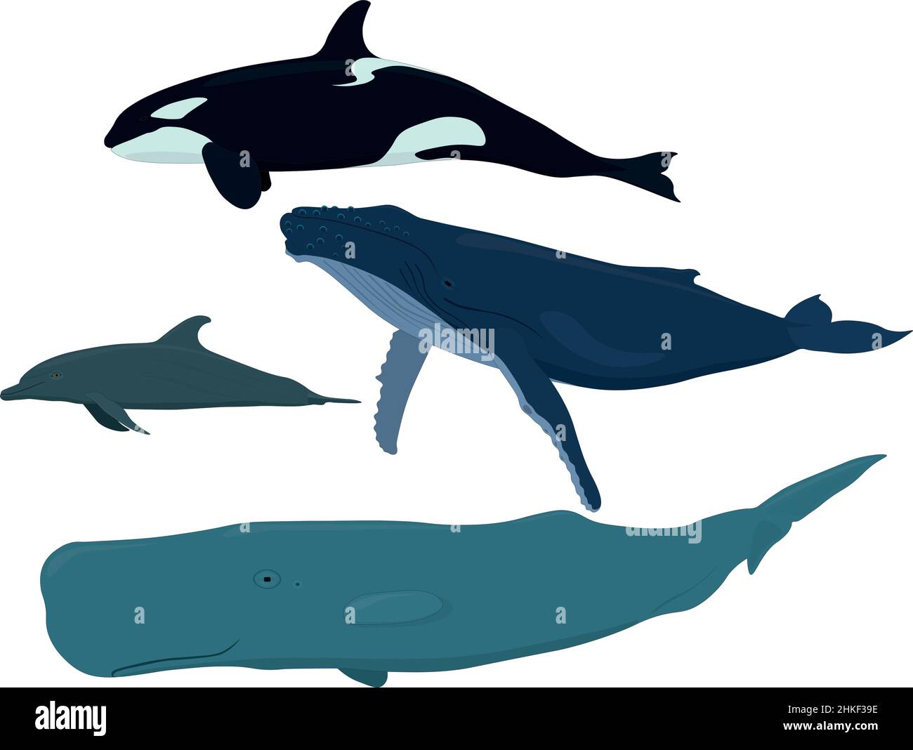 Sea mammals: orca, dolphin, blue whale, sperm whale vector illustration Stock Vector