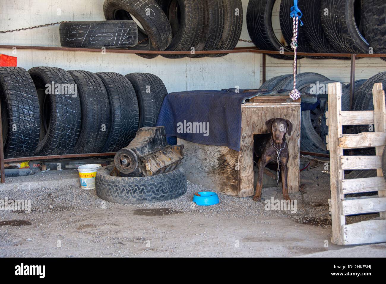 A rangy dog guarding the tires at a tire store; Sonoyta, Baja California, Mexico. Stock Photo