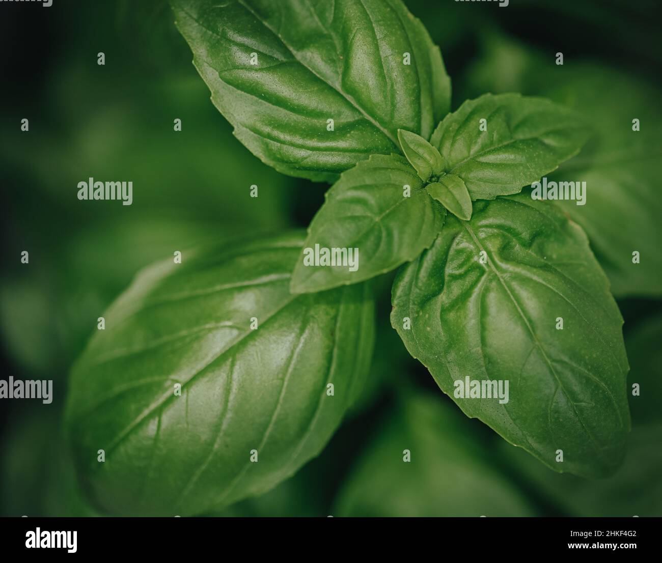 close-up of fresh basil plant Stock Photo