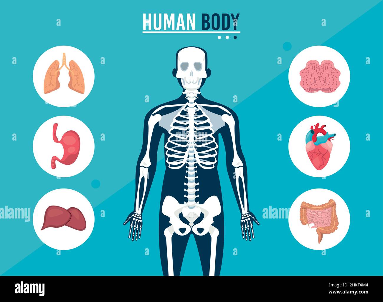 Human bones illustration Stock Vector Image & Art Alamy