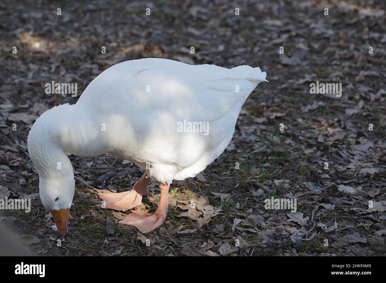 Oca del campidoglio hi-res stock photography and images - Alamy