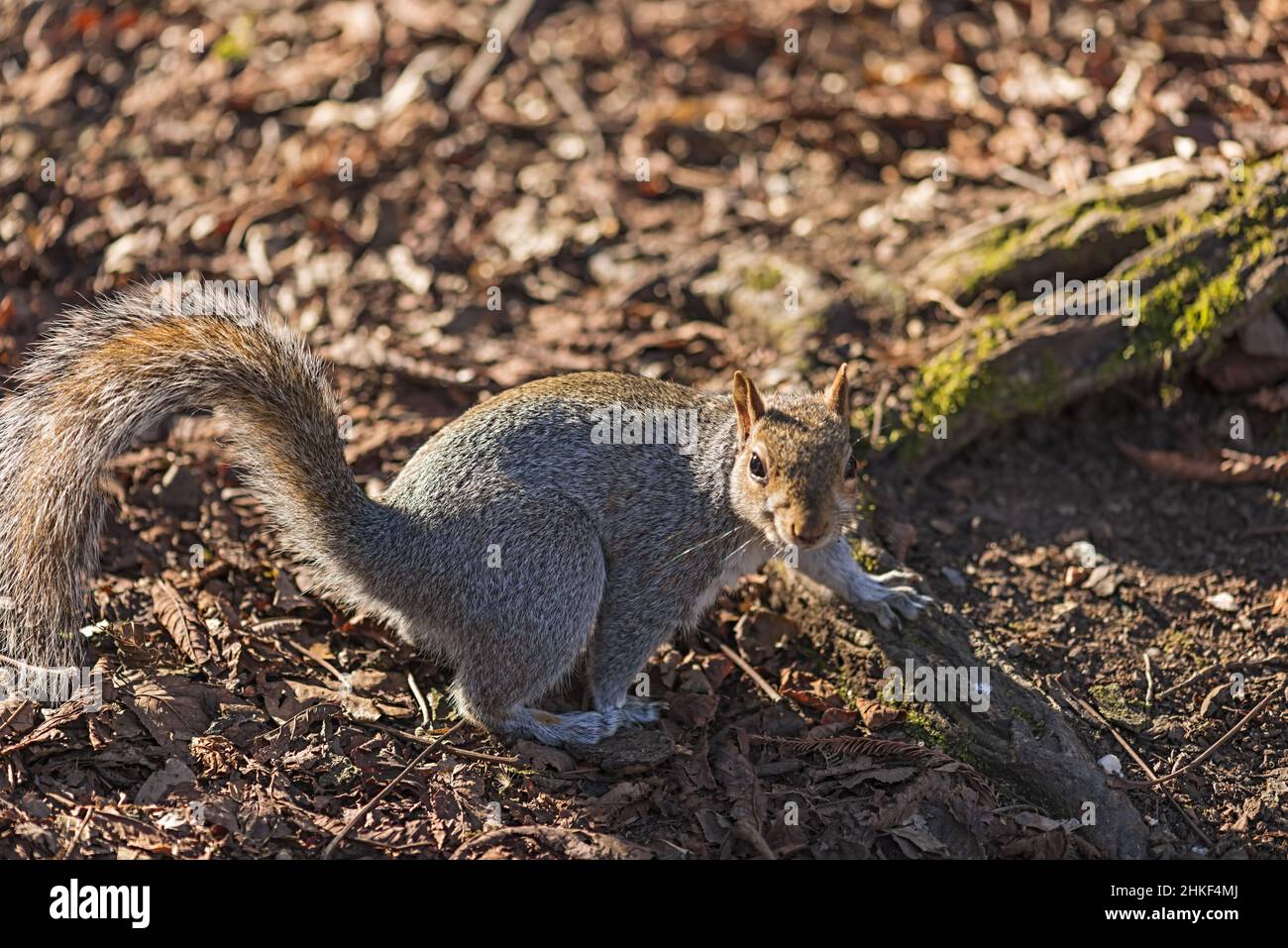 scoiattolo grigio a terra nel parco di monza italia altra vista Stock Photo