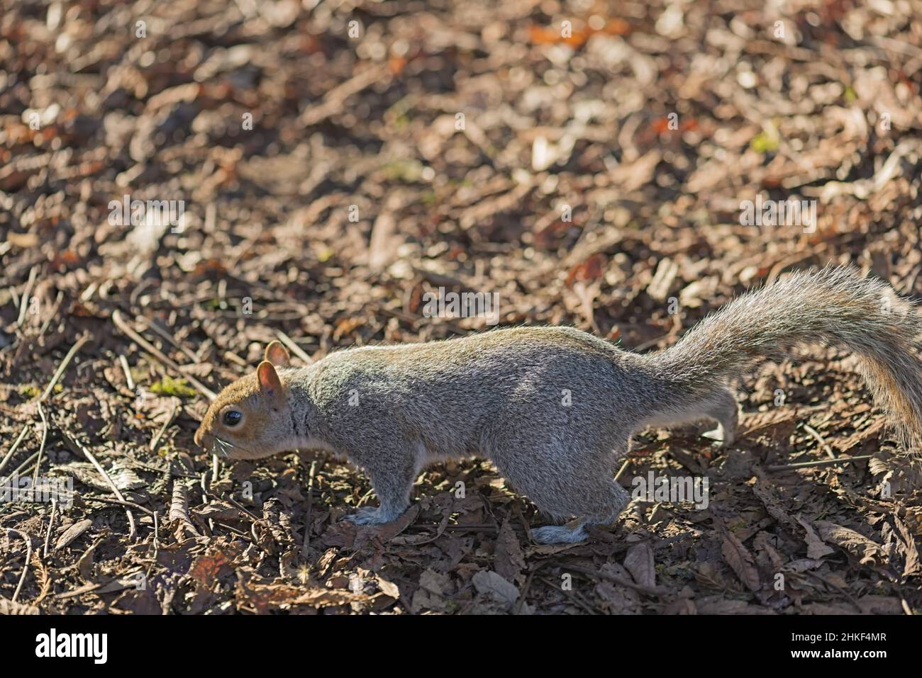 scoiattolo grigio a terra nel parco di monza italia Stock Photo