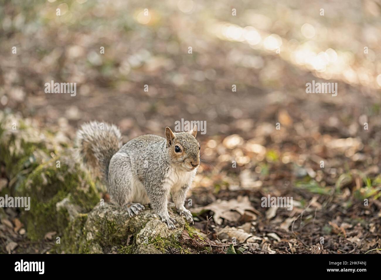 scoiattolo grigio ai piedi dell'albero nel parco di monza italia altra vista Stock Photo