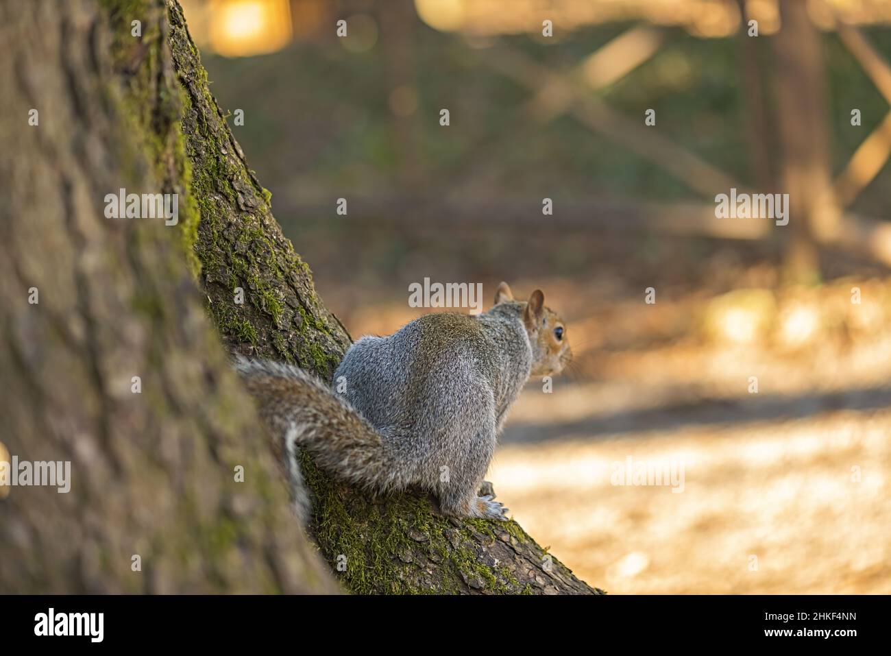 scoiattolo grigio ai piedi dell'albero nel parco di monza italia Stock Photo