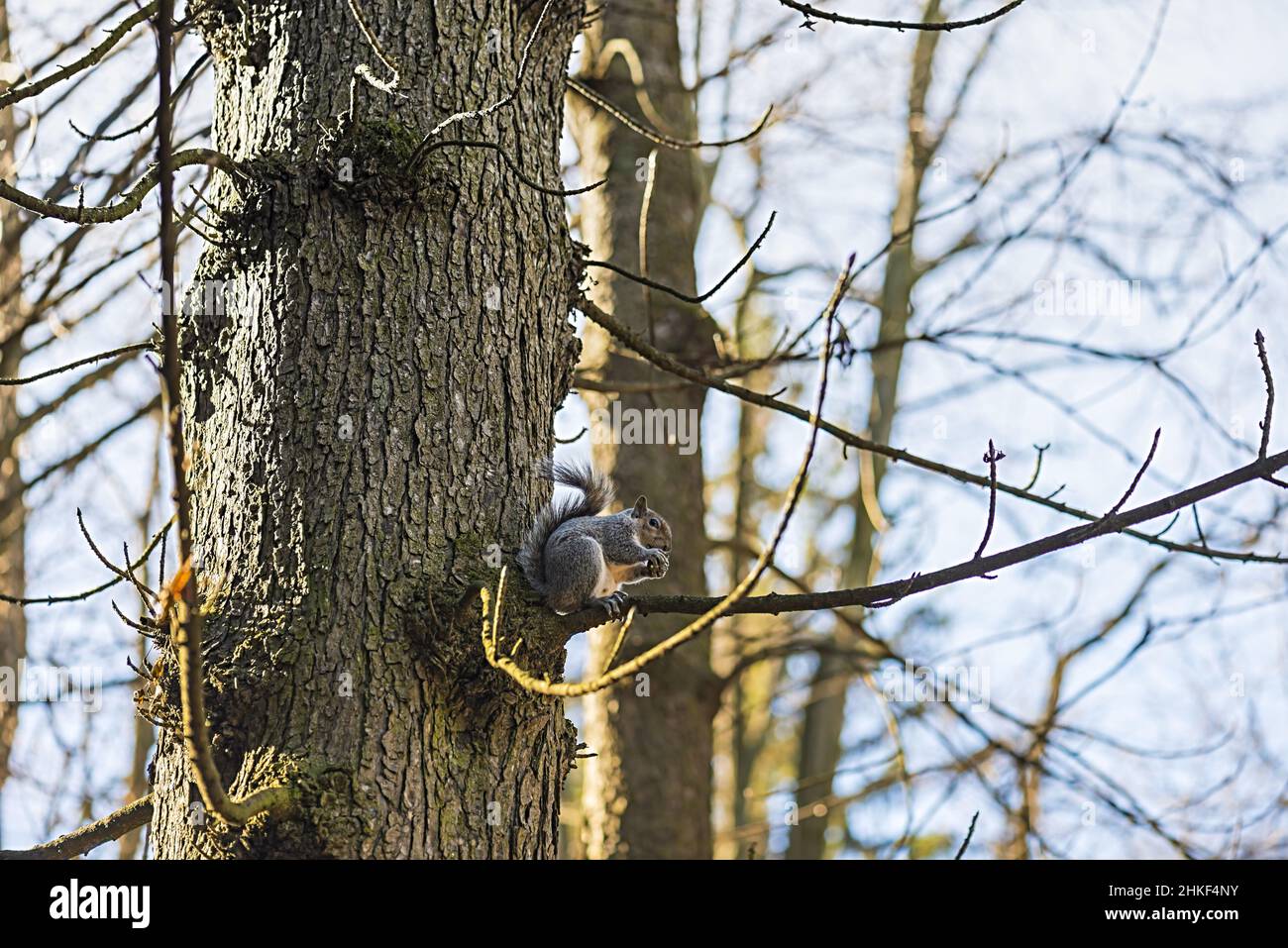 scoiattolo grigio che mangia una ghianda sull'albero nel parco di monza italia primo piano Stock Photo