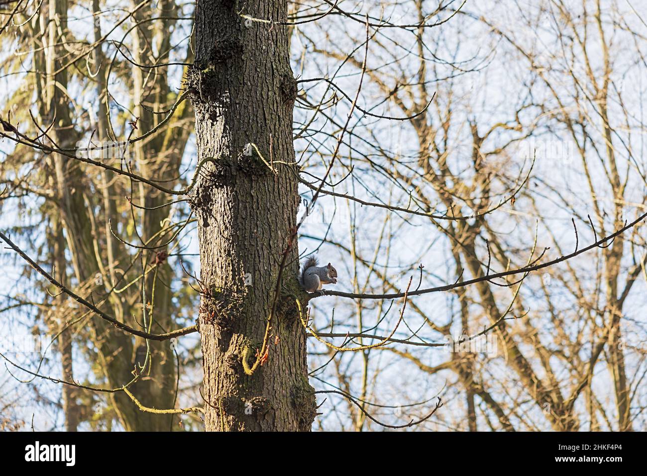 scoiattolo grigio che mangia una ghianda sull'albero nel parco di monza italia Stock Photo