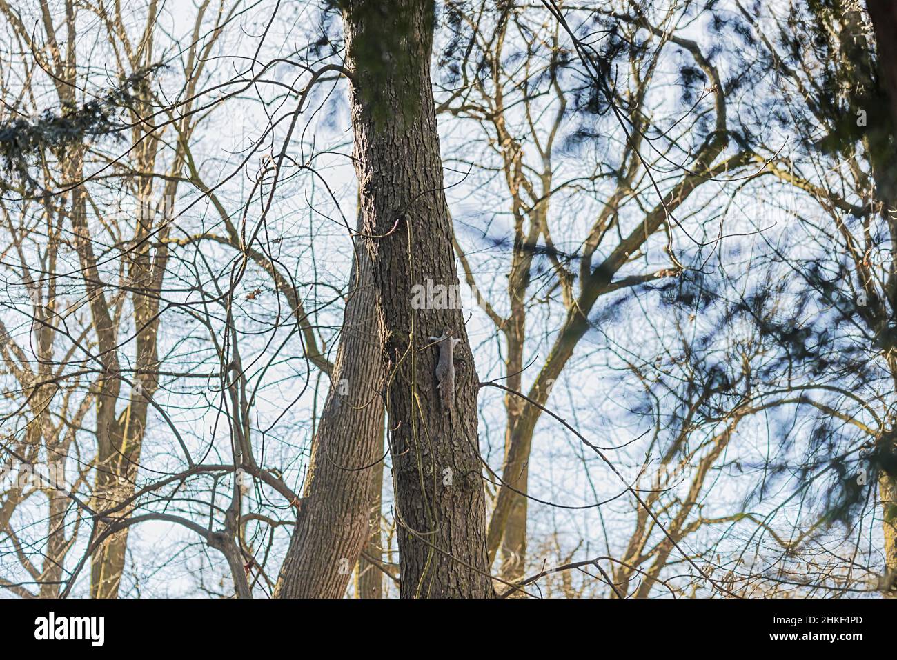 scoiattolo grigio che si arrampica sull'albero nel parco di monza italia Stock Photo