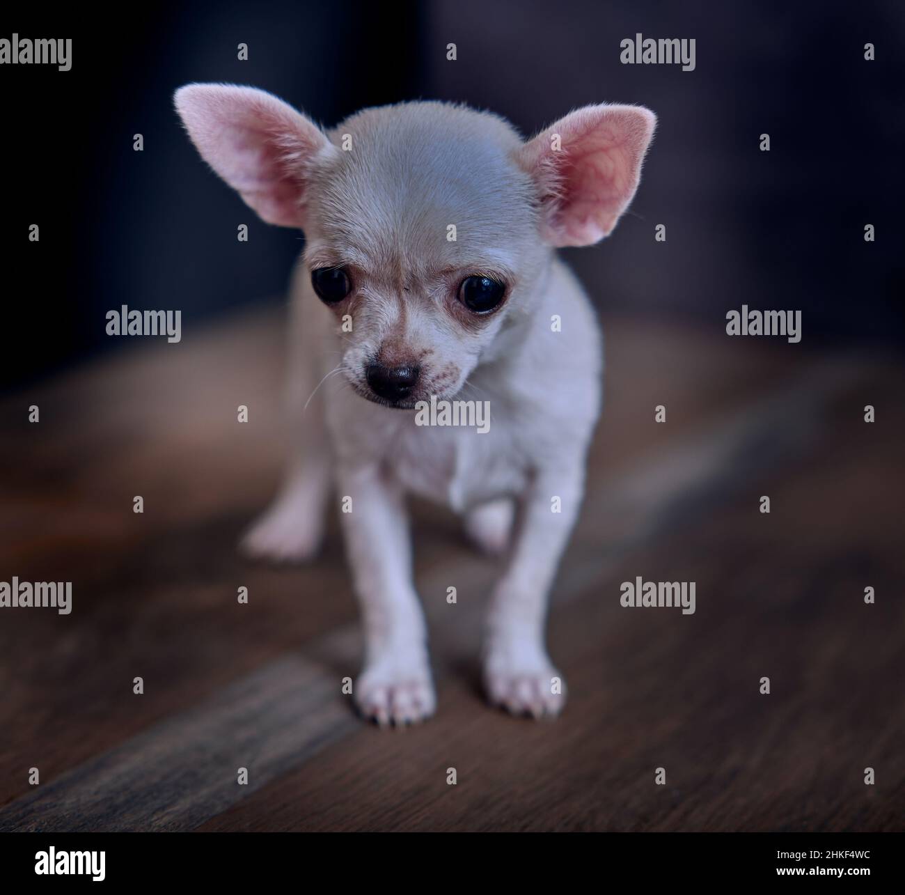 Portrait of upset sad chihuahua puppy with black background Stock Photo