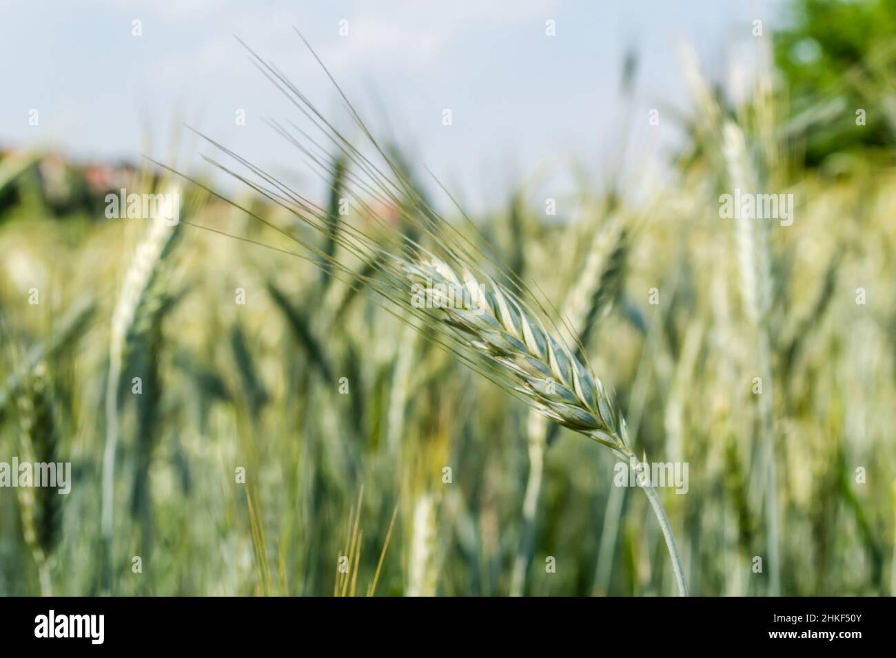 Flowering Phase of Wheat Plants Cultivated in the Farm Field Stock Photo