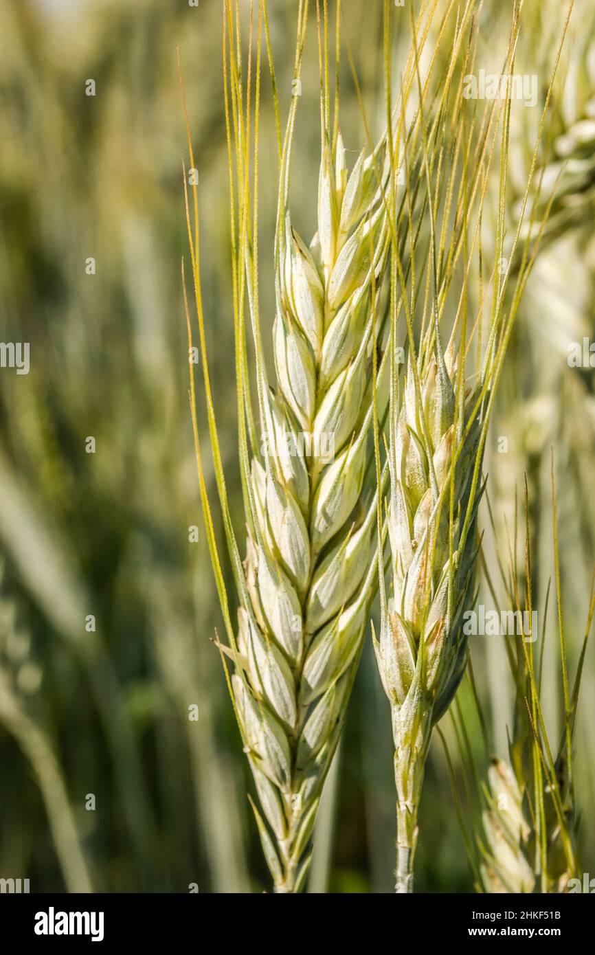 Flowering Phase of Wheat Plants Cultivated in the Farm Field Stock Photo