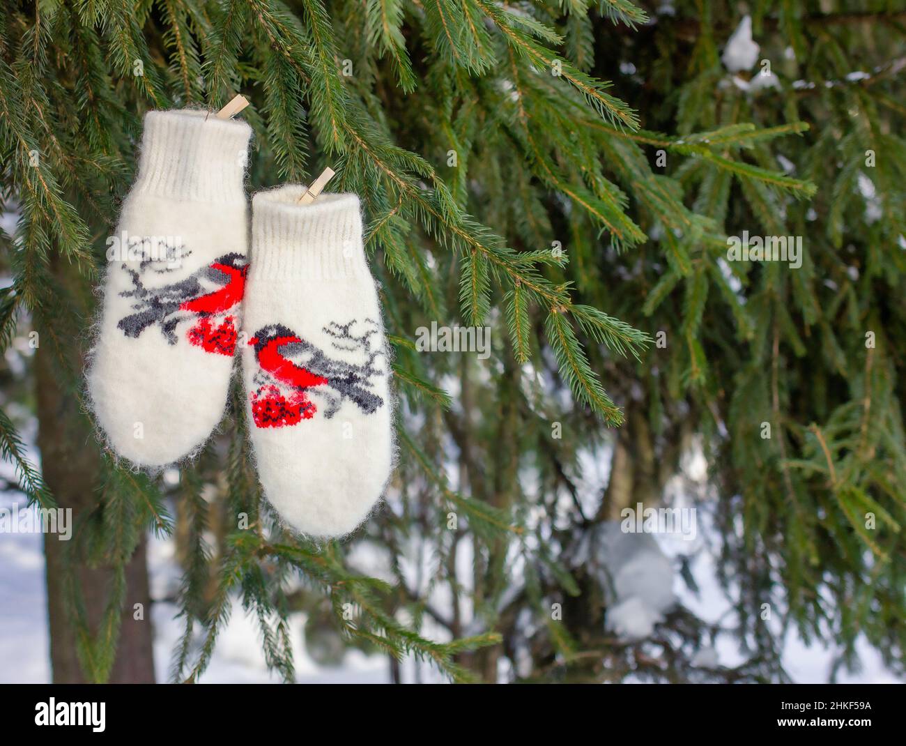 beautiful woolen knitted mittens with bullfinch embroidery hang on clothespins, spruce background. the concept of warmth and comfort. Stock Photo