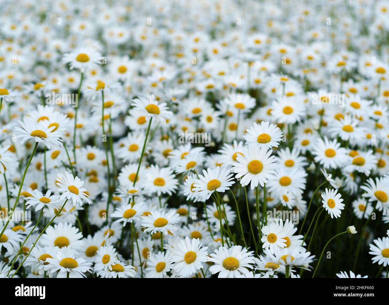 Daisy flower on green meadow 11 Stock Photo