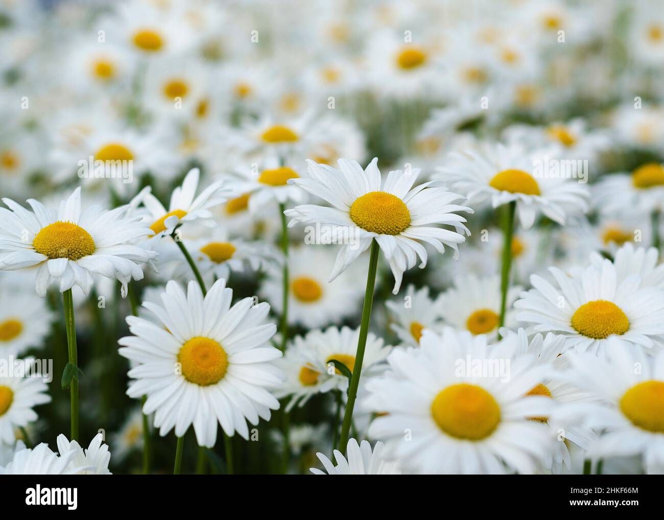 Daisy flower on green meadow 14 Stock Photo