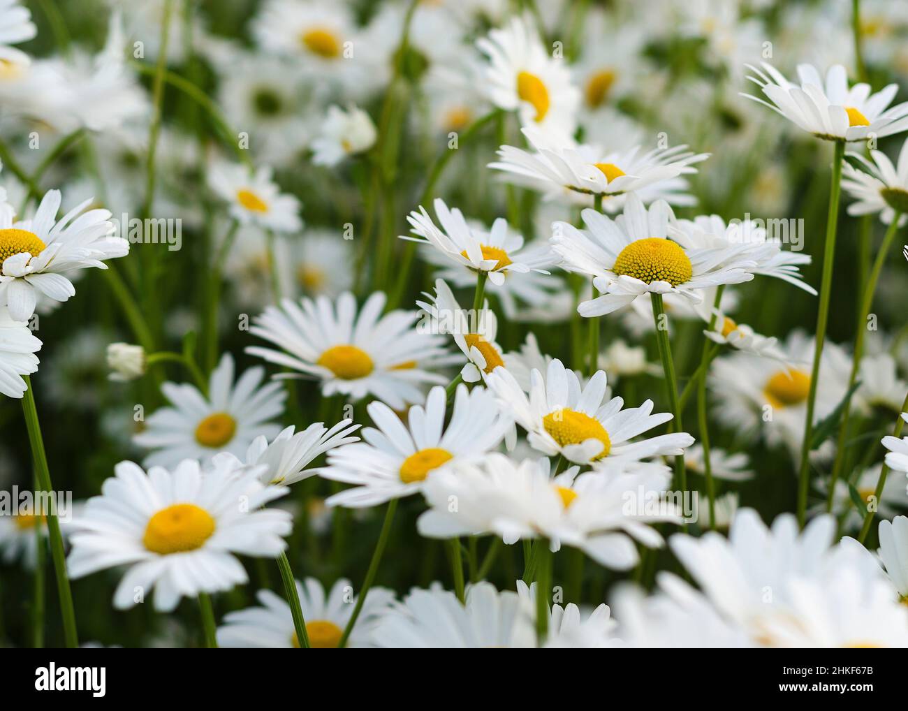 Daisy flower on green meadow Stock Photo