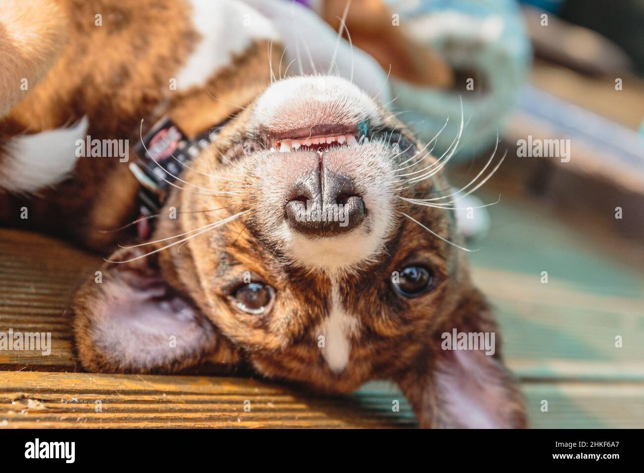 Basenji dog puppy close up portrait looking front at camera Stock Photo ...