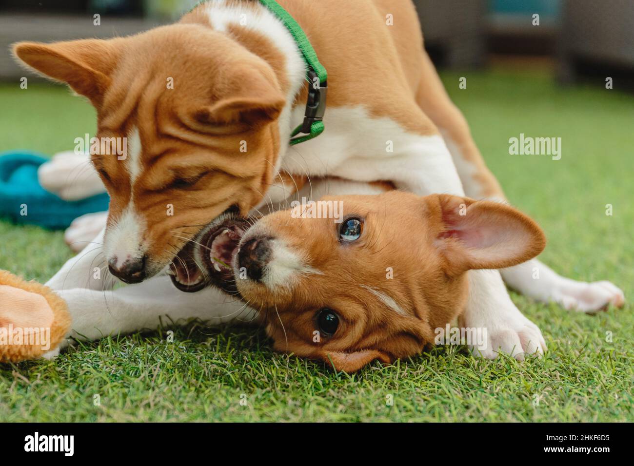 Two basenji puppies playing and having fun at home indoor Stock Photo ...