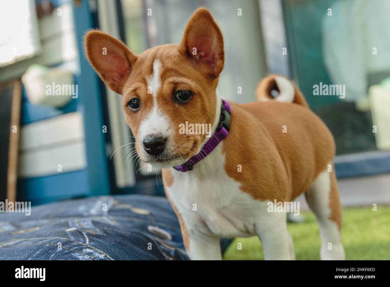 Outdoor portrait basenji dog hi-res stock photography and images - Alamy