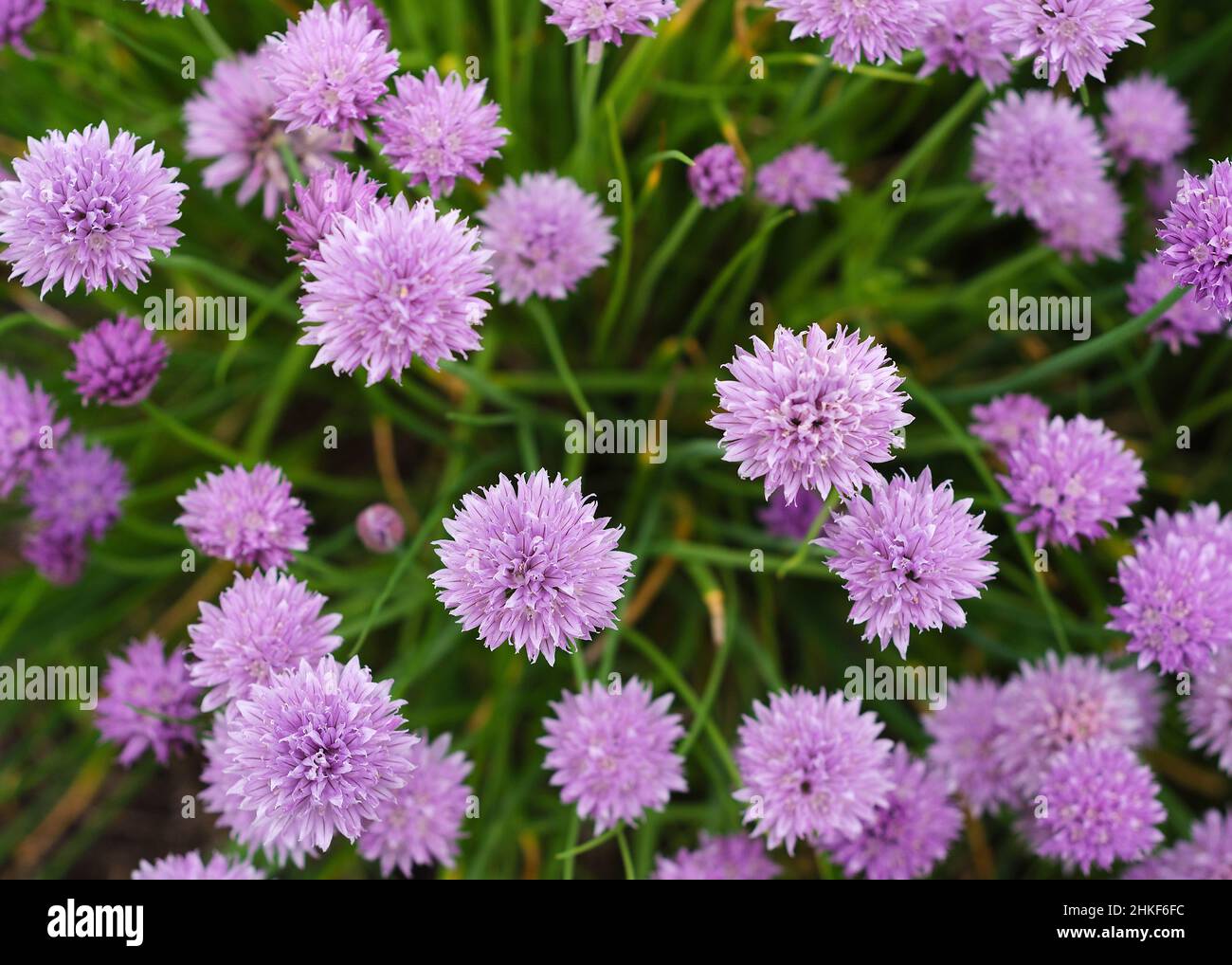 Purple Chives Flowers in Green Grass 2 Stock Photo Alamy
