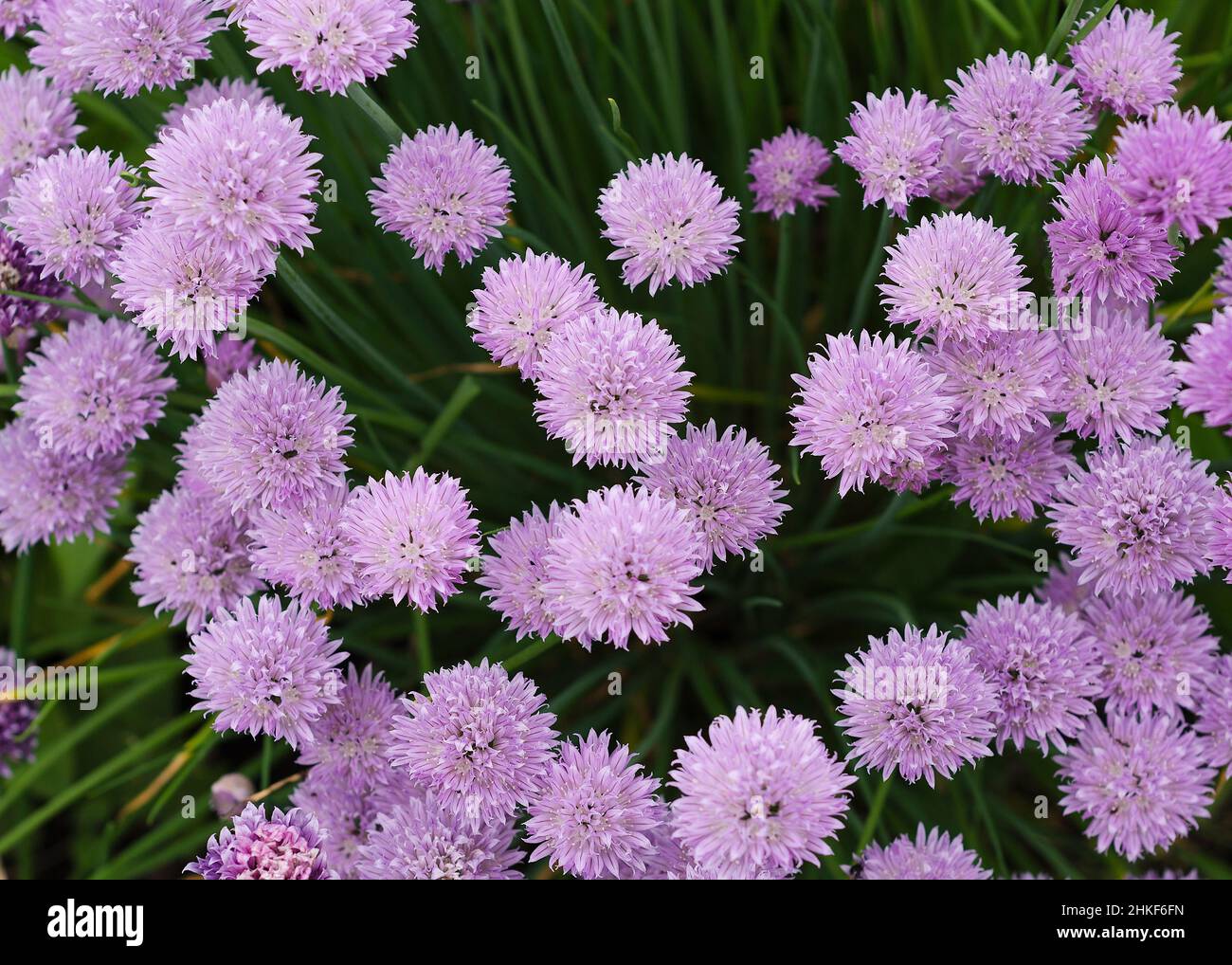 Chive bloom hires stock photography and images Alamy