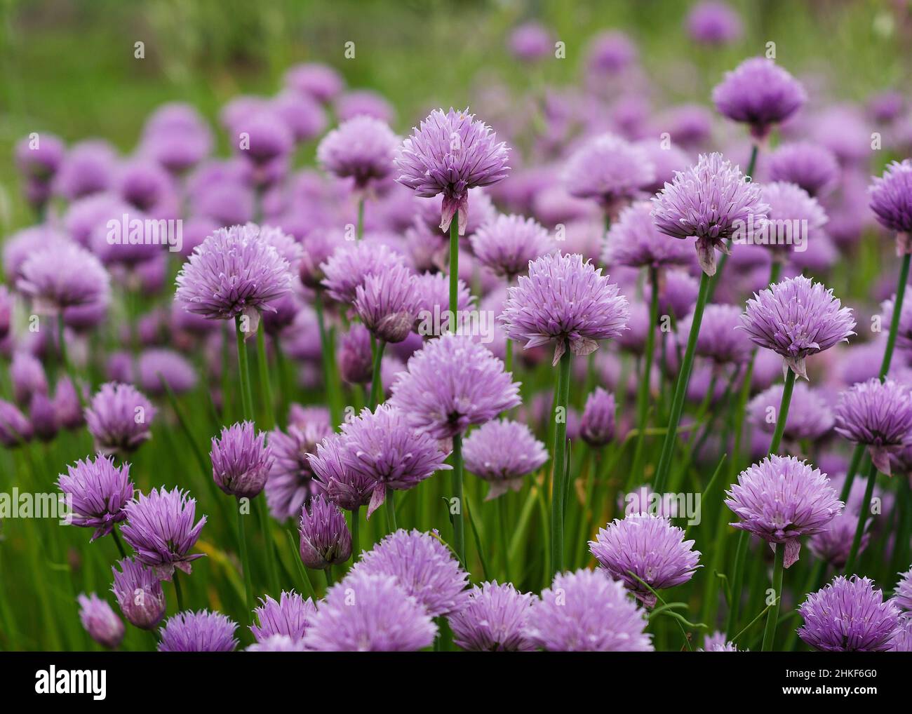 Purple Chives Flowers in Green Grass Stock Photo - Alamy