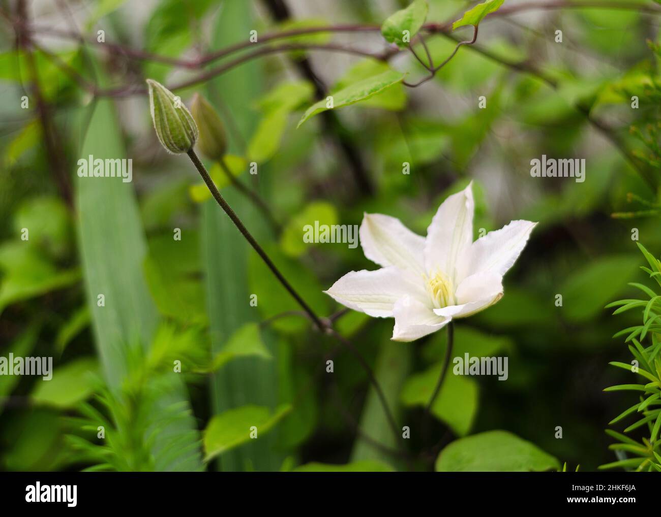 White Clematis flower in a garden Stock Photo