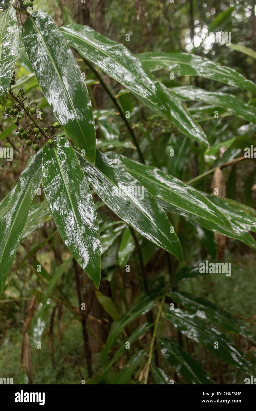 Green, wet, shiny leaves of native gingers (Alpinia caerulea) in understorey of subtropical rainforest, Queensland, Australia. Bush tucker. Stock Photo
