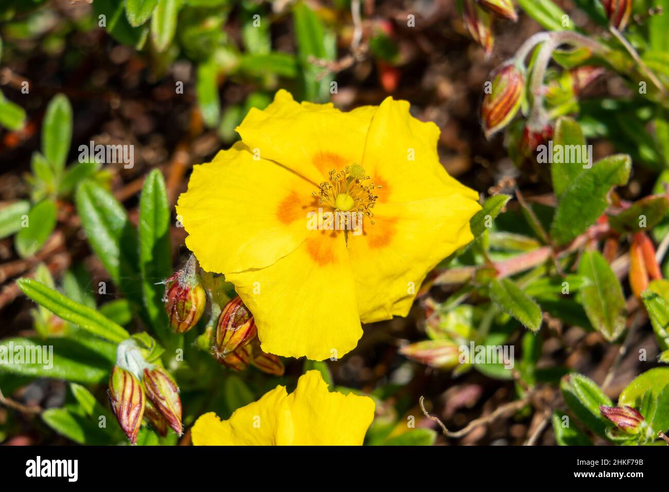 Helianthemum 'Ben Fhada' a summer flowering evergreen small shrub plant with an yellow orange  summertime flower commonly known as rock rose, stock ph Stock Photo