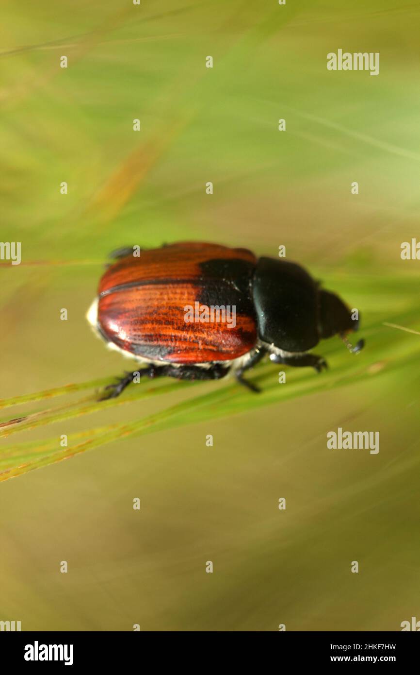 harmful japanese beetle in wheat field Stock Photo Alamy