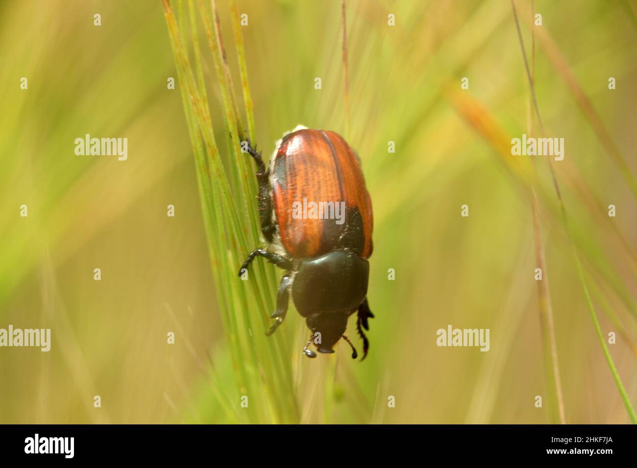 harmful japanese beetle in wheat field Stock Photo Alamy