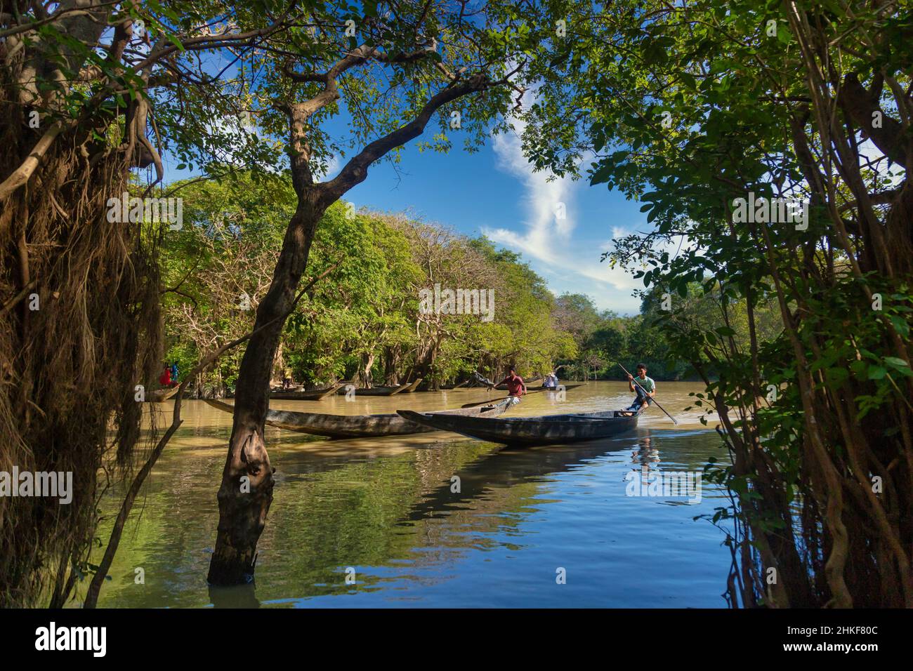 Ratargul Swamp Fores Sylhet Stock Photo